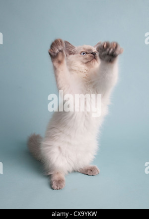 Chaton sur fond bleu Banque D'Images