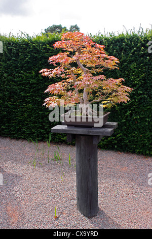 ACER PALMATUM DESHOJO BONSAI. L'érable. 40 ANS Banque D'Images