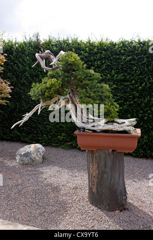BONSAI Taxus cuspidata. If DU JAPON. 200 ANS.