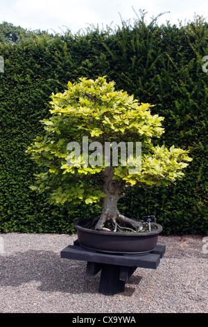 BONSAI Fagus sylvatica. Le hêtre commun. Âgé de 50 ans. Banque D'Images