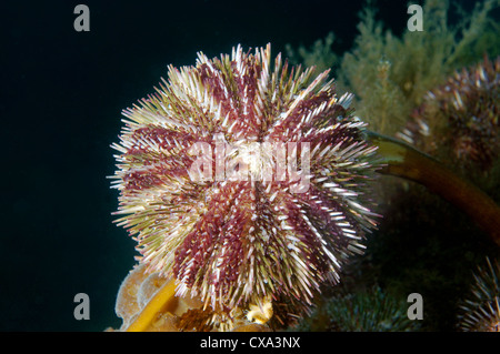 L'oursin vert (Strongylocentrotus droebachiensis) de la mer du Japon, Extrême-Orient, Primorsky Krai, Fédération de Russie Banque D'Images