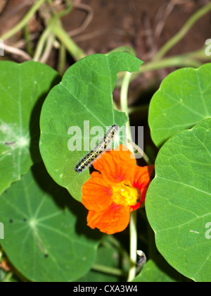 Caterpillar en passant par une fleur orange vif tout en mangeant sur une feuille. La feuille a été mangée dans une certaine mesure par la chenille Banque D'Images