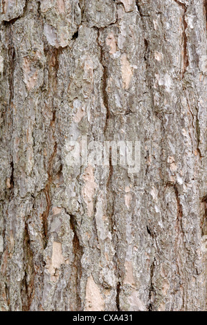 Le pin sylvestre Pinus sylvestris Pinaceae Banque D'Images