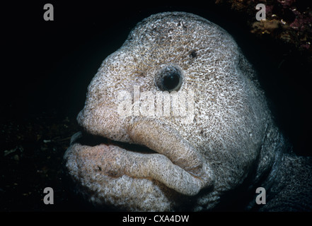 Close-up head shot of (Wolf-Eel Anarrichthys ocellatus). Le détroit de la Reine-Charlotte, Colombie-Britannique, Canada, océan Pacifique Nord. Banque D'Images