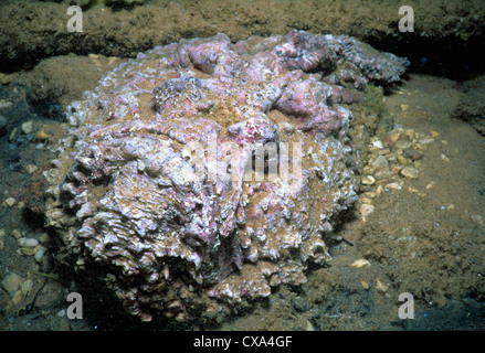 Poisson-Pierre (Synanceia verrucosa) camouflé. Eilat, Israël, Mer Rouge Banque D'Images