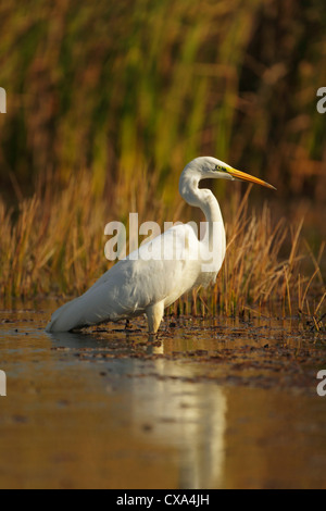 Non reproducteurs immatures grande aigrette (Casmerodius albus) debout dans l'eau près de roseaux Banque D'Images