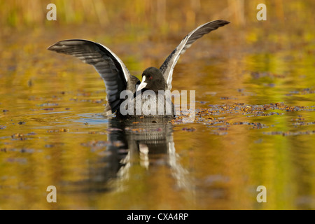 Foulque macroule (Fulica atra) sur l'eau de couleurs vives avec les extensions relevées Banque D'Images