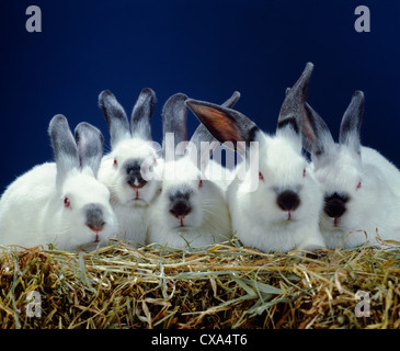 2 LB. Les lapins de la californie