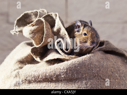 Les dégus Octodon degu () est un petit rongeur qui caviomorph est endémique au Chili central. Banque D'Images