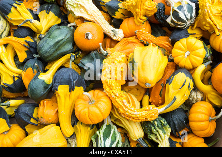 Les courges décoratives lumineuses colorées sur l'affichage à l'farmers market Banque D'Images