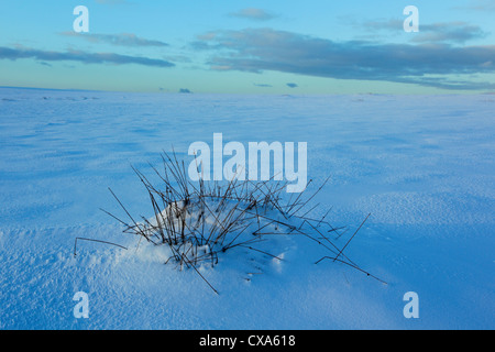 Scène d'hiver de neige et herbe sauvage sur Moorsholm Moor au crépuscule dans le North York Moors National Park Banque D'Images
