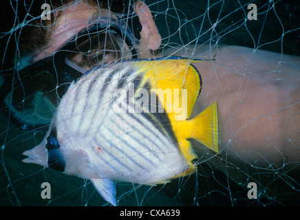 Diver observe Threadfin papillons capturés dans des filets maillants bédouine (Chaetodon auriga). L'Egypte, Mer Rouge Banque D'Images