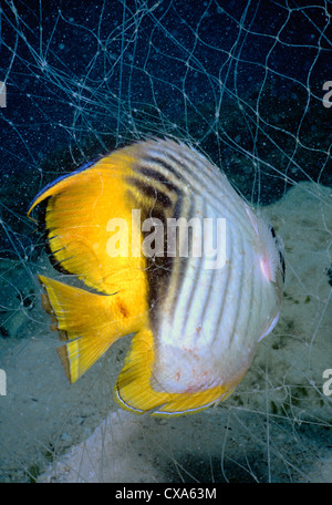 Papillons Threadfin pris au filet maillant bédouine (Chaetodon auriga). L'Egypte, Mer Rouge Banque D'Images
