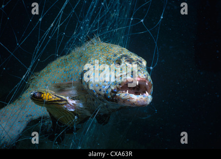 Le mérou de mérous queue (Plectropomus truncatus) et de papillons (Chaetodon melannotus Blackback) capturés dans des filets maillants de bédouins. L'Égypte Banque D'Images