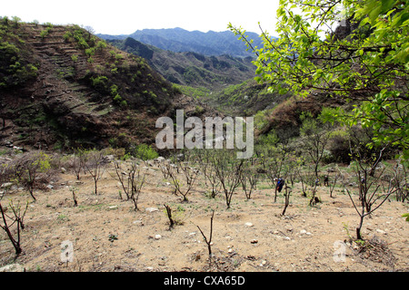 La charité les marcheurs dans la gamme de montagne de la vallée de Mutianyu, Beijing, Chine, Asie Provence Banque D'Images
