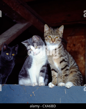 Chats de ferme Dumont Banque D'Images