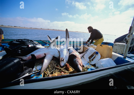 Amener les pêcheurs au filet maillant (Alopias vulpinus) prises à la rive. Huatabampo, du Mexique, de la mer de Cortez, l'Océan Pacifique Banque D'Images