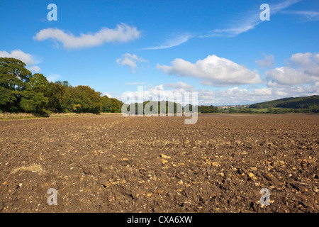 Un nouveau champ labouré entouré d'arbres dans un paysage d'automne sous un ciel bleu avec des nuages blancs Banque D'Images