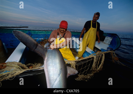 Les pêcheurs au filet maillant haul requin renard (Alopias vulpinus) à bord. Huatabampo, du Mexique, de la mer de Cortez, l'Océan Pacifique Banque D'Images