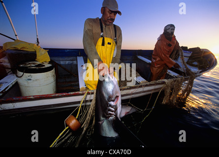 Les pêcheurs au filet maillant haul requin renard (Alopias vulpinus) à bord. Huatabampo, du Mexique, de la mer de Cortez, l'Océan Pacifique Banque D'Images