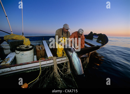 Les pêcheurs au filet maillant haul requin renard (Alopias vulpinus) à bord du bateau de pêche. Huatabampo, du Mexique, de la mer de Cortez Banque D'Images