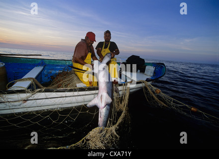 Les pêcheurs au filet maillant haul requin renard (Alopias vulpinus) à bord de bateau de pêche. Huatabampo, du Mexique, de la mer de Cortez Banque D'Images