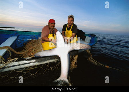 Les pêcheurs au filet maillant Haul requin renard (Alopias vulpinus) à bord du bateau de pêche. Huatabampo, Mexique, Golfe de Californie Banque D'Images