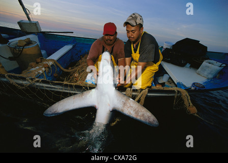 Les pêcheurs au filet maillant Haul requin renard (Alopias vulpinus) à bord du bateau de pêche. Huatabampo, Mexique, Golfe de Californie Banque D'Images