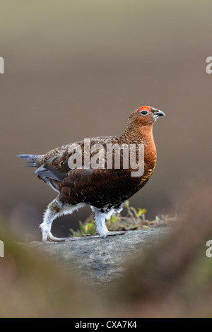 Lagopède des saules (Lagopus lagopus scoticus) Banque D'Images