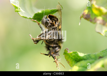 Reste de la carcasse de la pendaison d'un exosquelette vide bourdon qui a été pris et mangé par l'araignée de jardin commun Banque D'Images