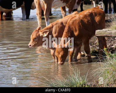 Les vaches de race rare dans la Tamise pour se rafraîchir Banque D'Images