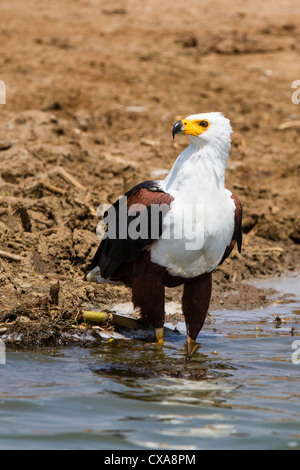 Aigle pêcheur au bord de l'eau, Canal Kazinga, Ouganda Banque D'Images