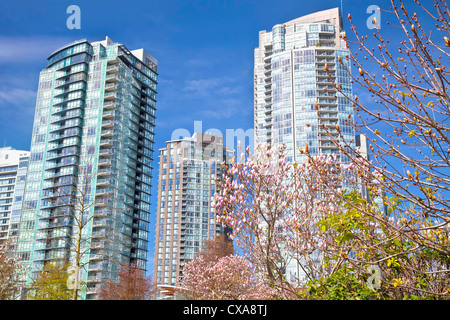 Magnolias rose blossom en face de grands immeubles d'appartements et condos à Vancouver, en Colombie. Banque D'Images