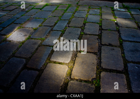 Pavage en brique avec de la mousse entre les blocs est de plus en plus par des projecteurs pommelé de soleil. Banque D'Images