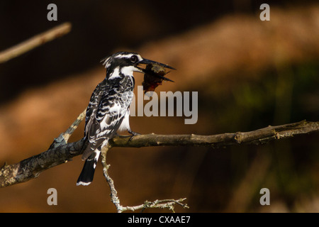 Pied Kingfisher, lac Mburo, Ouganda. Il a un poisson dans son bec qu'il a été frappé sur c'est la perche d'étourdir il avant de manger Banque D'Images