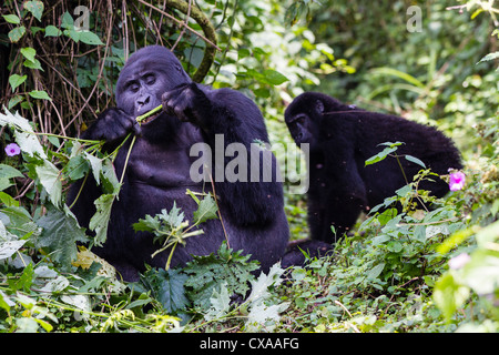 Un gorille de montagne au dos argenté est au premier plan de manger une pousse. Derrière lui un autre membre de la famille est à la recherche de lui. Banque D'Images