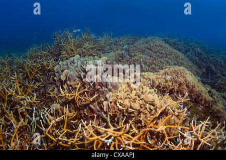 Une barrière de corail à Cordelia Banques à la Swan îles au large des côtes du Honduras. Banque D'Images