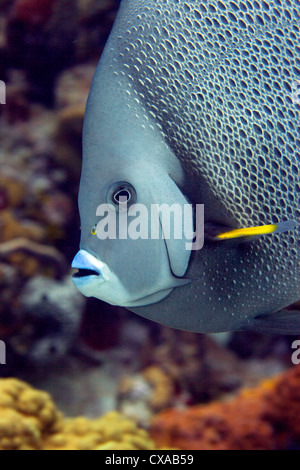 Un gros plan d'un gray angelfish au Bahamas. Banque D'Images