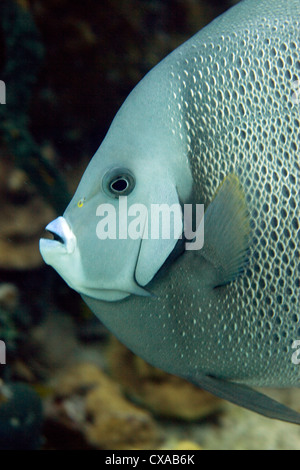 Un gros plan d'un gray angelfish au Bahamas. Banque D'Images