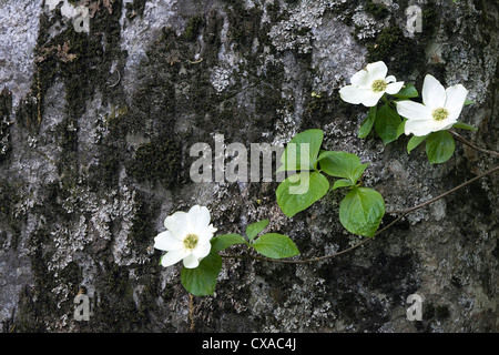 Un arbre en fleur de cornouiller le long de la rivière Merced dans Yosemite National Park, en Californie. Banque D'Images