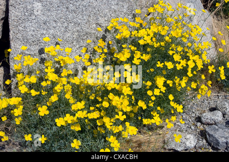 L'or du Mexique en fleurs de pavot de Californie. Banque D'Images