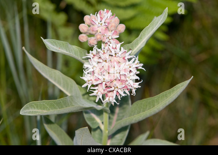 L'asclépiade floraison d'une plante en Californie. Banque D'Images