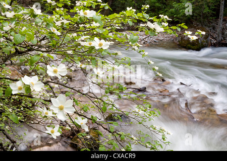 Un arbre cornouiller fleurit sur les rives de la rivière Merced dans Yosemite National Park, en Californie. Banque D'Images