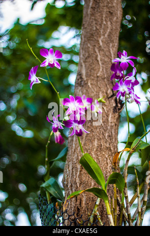 Belle orchidée rose avec arbre Banque D'Images