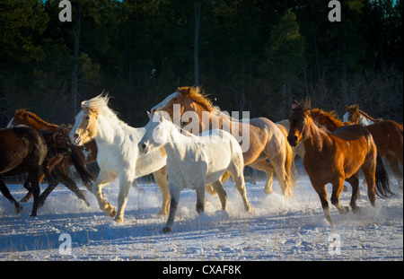 Chevaux qui courent sur un terrain couvert de neige dans un ranch dans le nord-est du Wyoming Banque D'Images