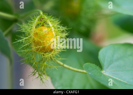 Passiflora Foetida . La passiflore puant fruits / boîtier de semences. L'Inde Banque D'Images