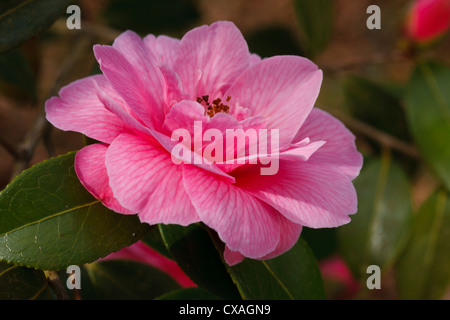 Japanese Camellia (Camellia japonica) cultivar à fleurs roses. Powys, Pays de Galles. Mars Banque D'Images