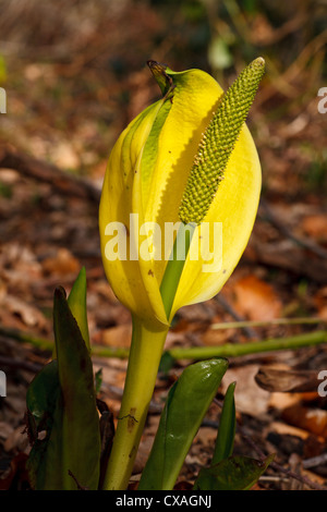 Lysichiton jaune (Lysichiton americanum) floraison. Origine le jardin. Powys, Pays de Galles. Mars. Banque D'Images