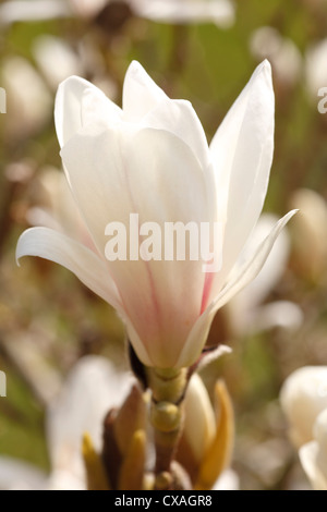 Fleur d'une soucoupe Magnolia (Magnolia ×soulangeana) cultivar hybride, dans un jardin. Powys, Pays de Galles. Mars. Banque D'Images