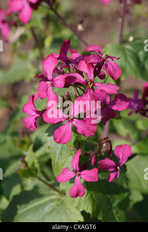 Franchise annuelle (Lunaria annua) floraison dans le jardin. Powys, Pays de Galles. Mars. Banque D'Images